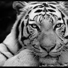 Tigris_3S52004r_sw_2014