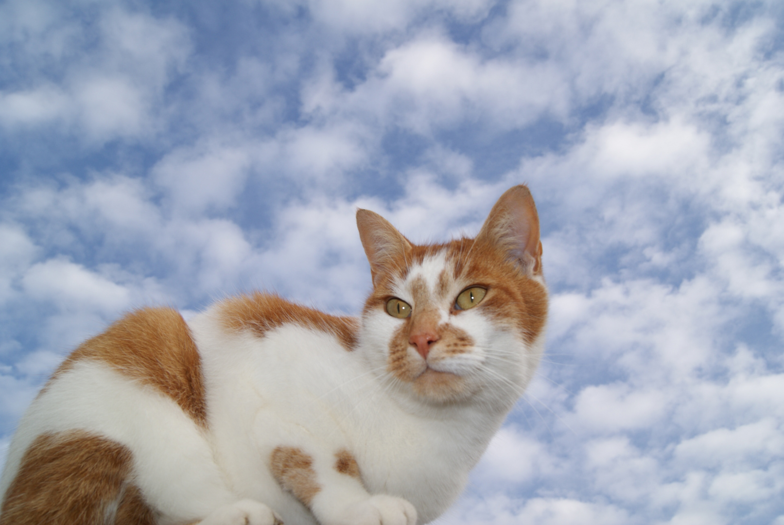 tigrou dans les nuages