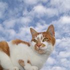 tigrou dans les nuages