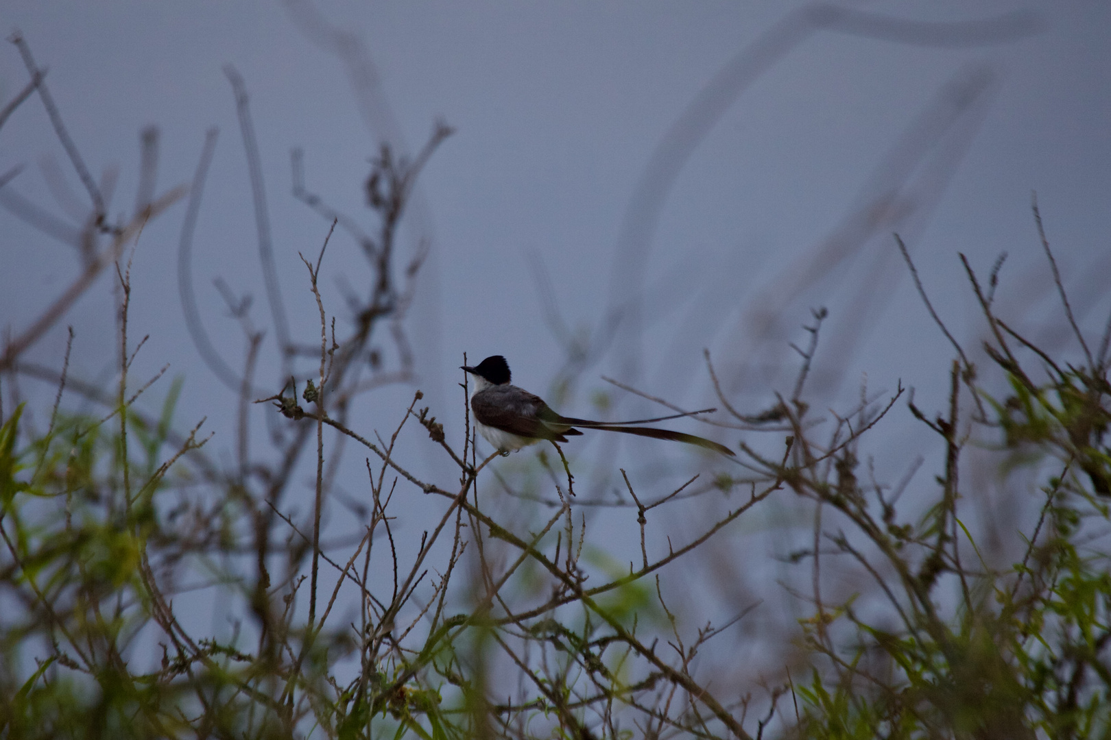 Tijereta - Fork-tailed Flycacher