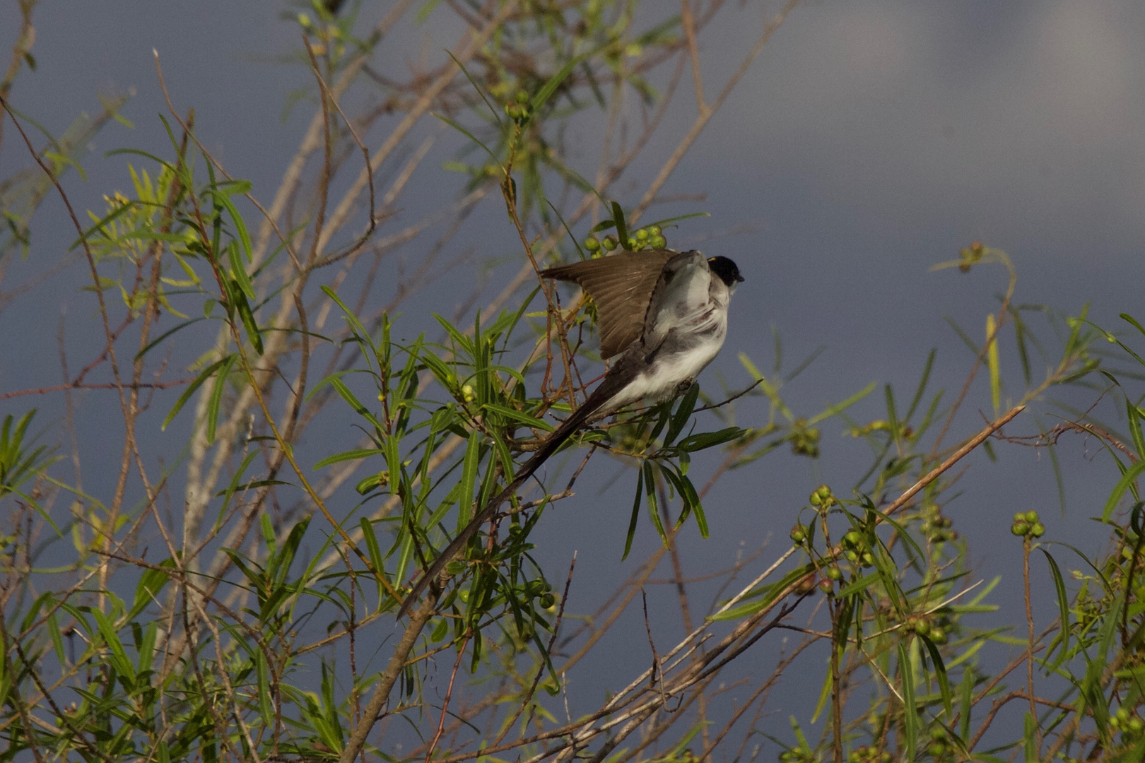 Tijereta - Tyrannus savana - Fork-tailed flycatcher