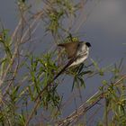 Tijereta - Tyrannus savana - Fork-tailed flycatcher