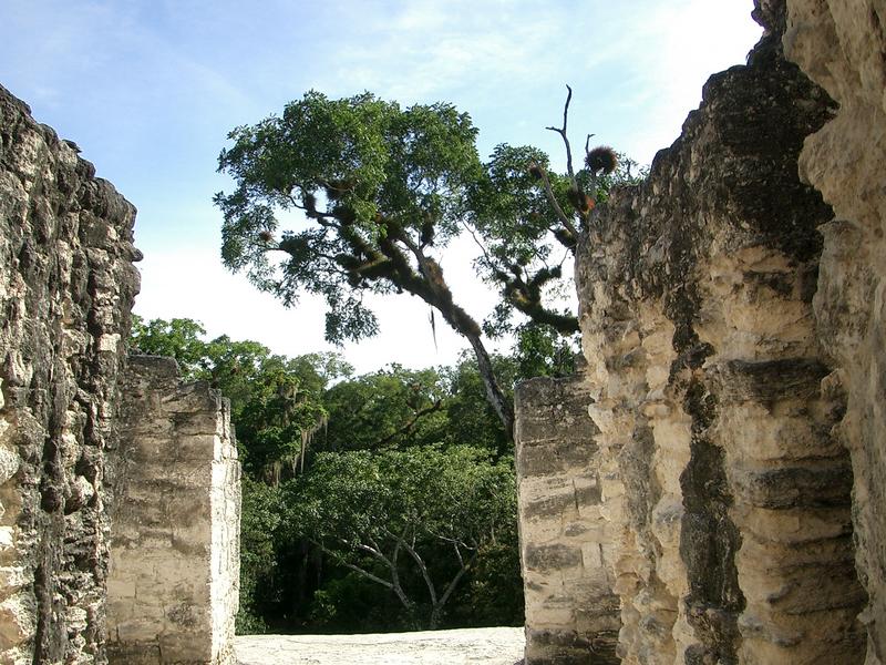 Tikal, ..view into the jungle...