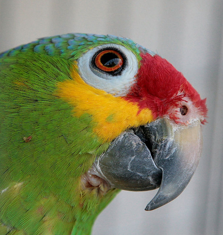 Tikal,wenn der Bussard am Himmel kreist