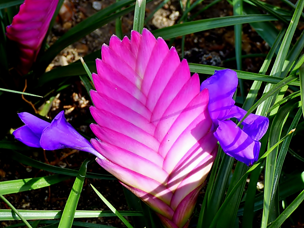 TilandsienBlüte . . . Foto & Bild pflanzen, pilze & flechten, blüten
