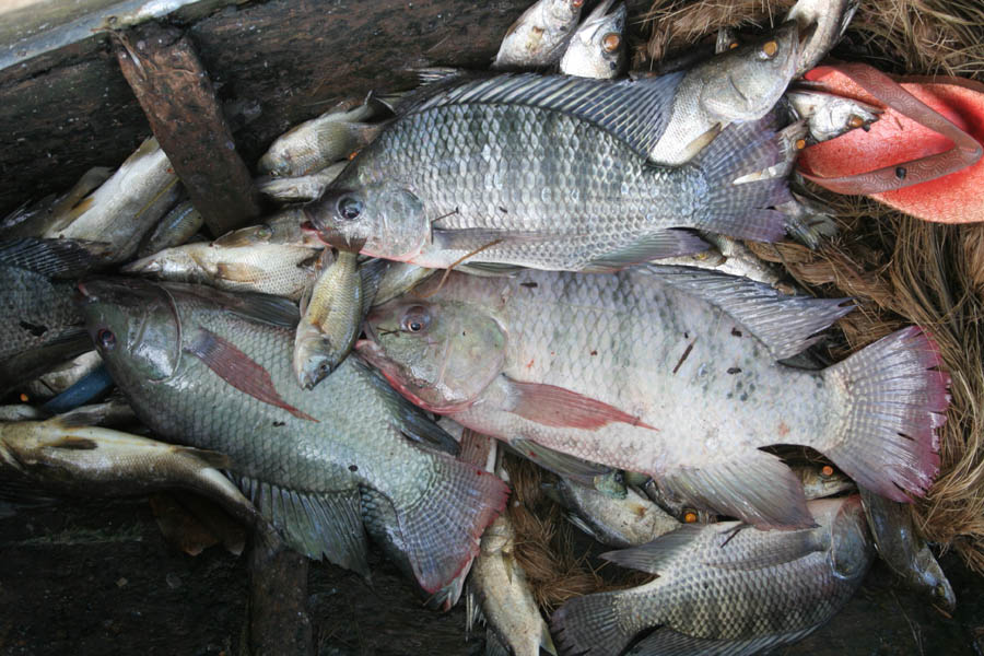 Tilapia...