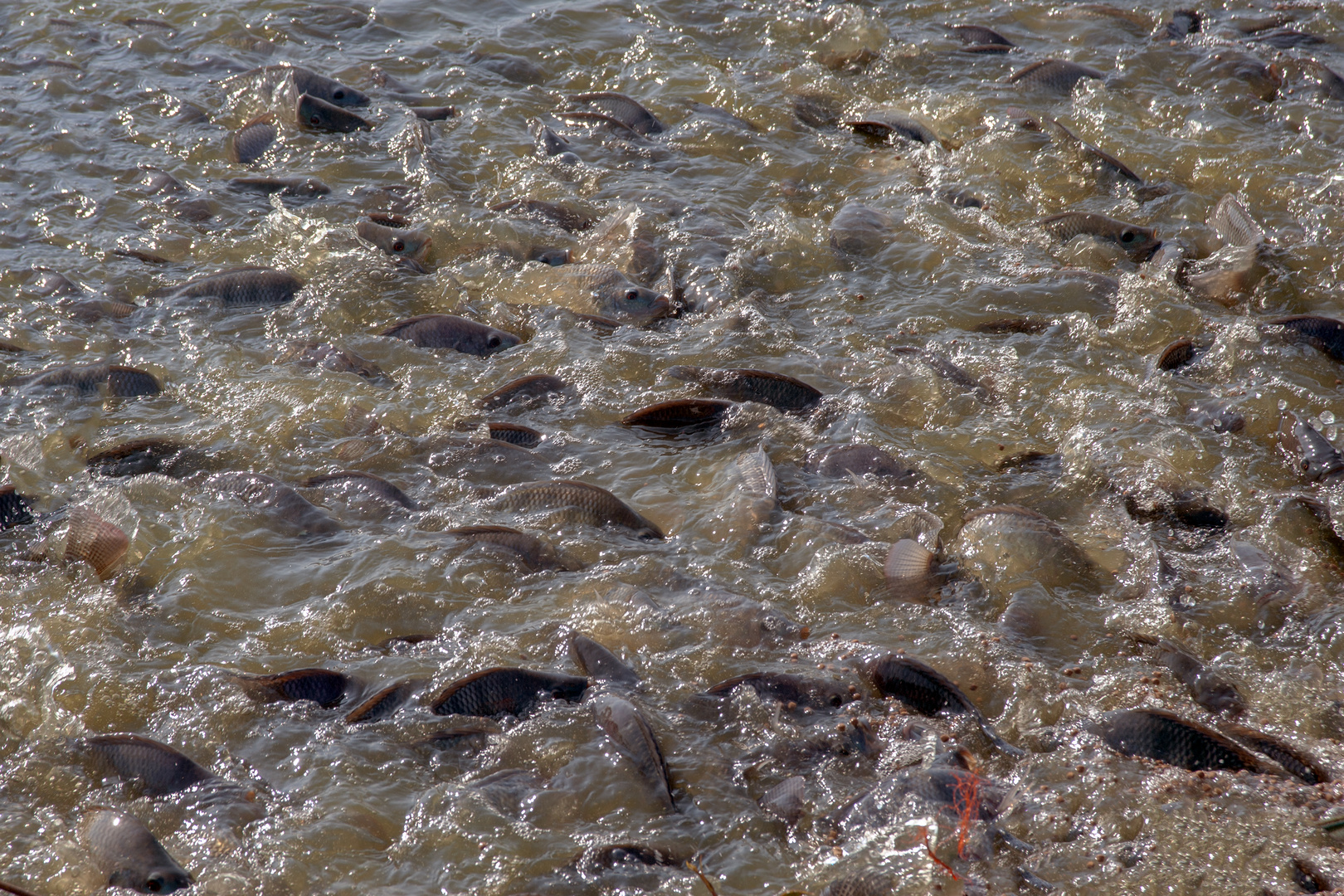 Tilapia fish en mass