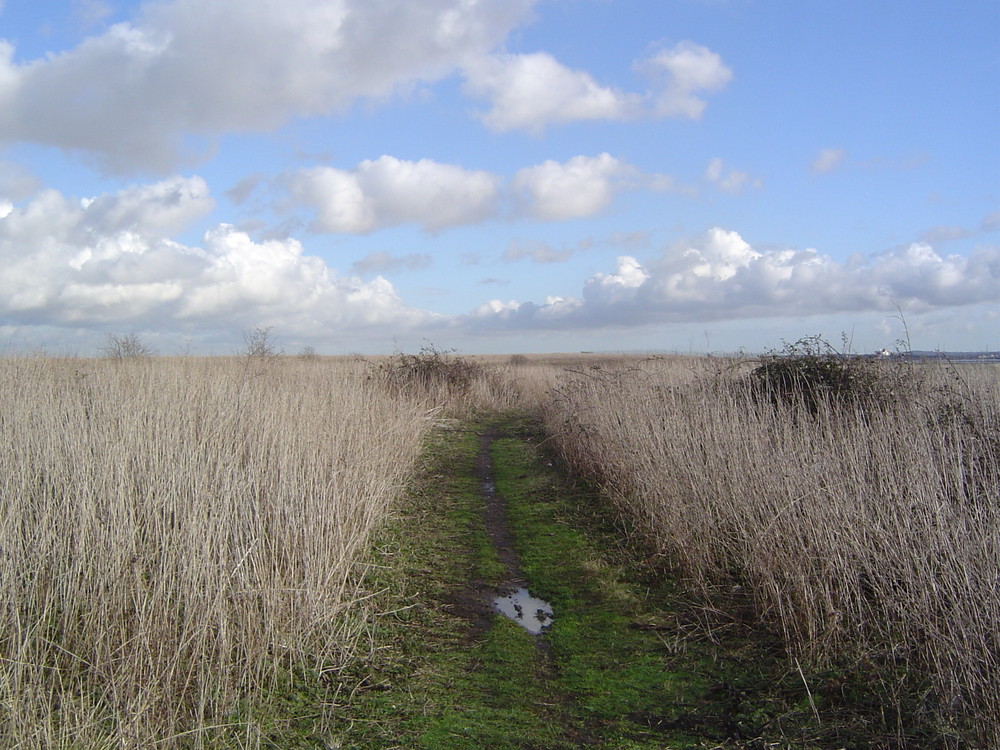 Tilbury marsh