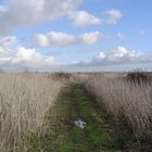 Tilbury marsh