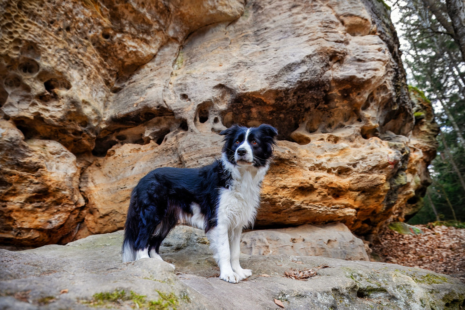 Tilda im Elbsandsteingebirge 