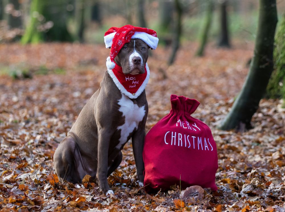 Tilda wünscht Euch Allen einen schönen 1. Advent. Foto &amp; Bild tiere