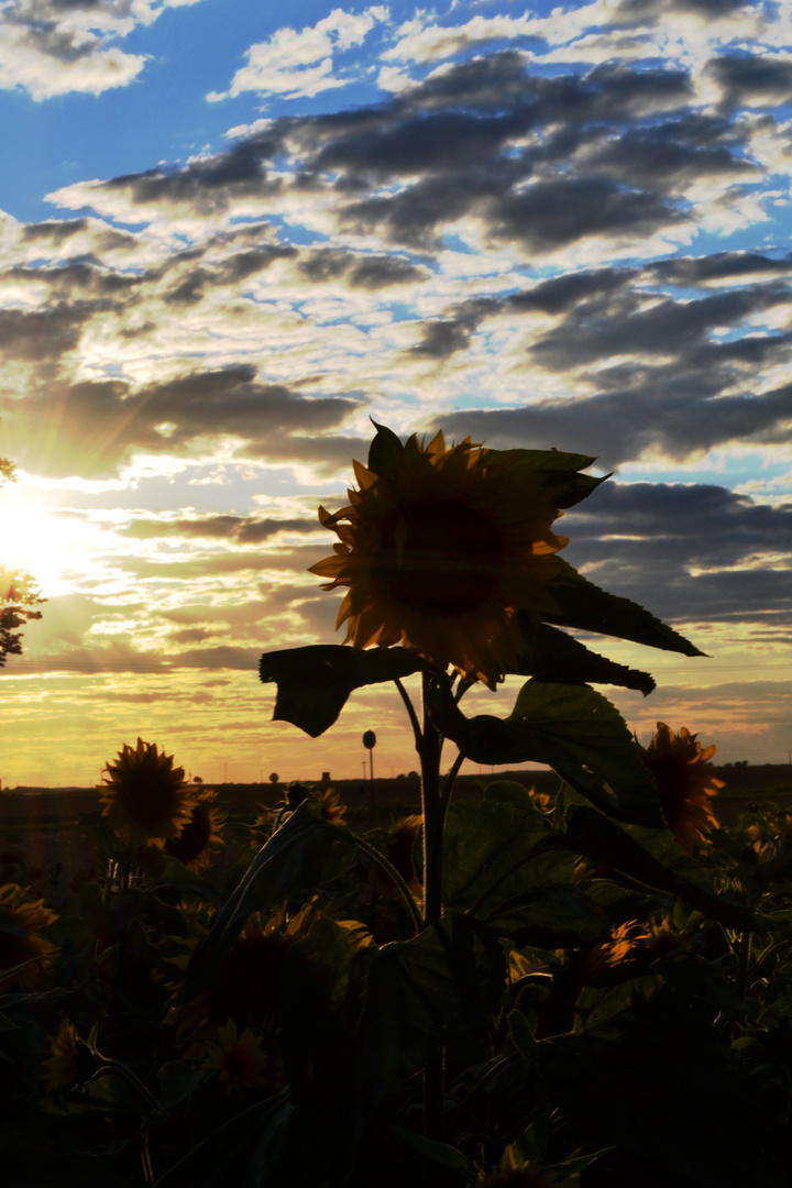 ...till the summer turns the day to black....