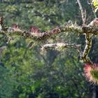 Tillandsia