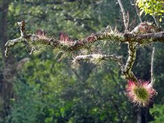 Tillandsia