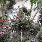 Tillandsia Aeranthos (Luftpflanze)