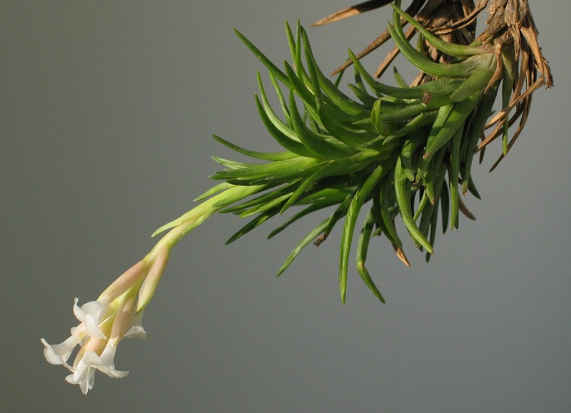 Tillandsia araujei