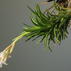 Tillandsia araujei