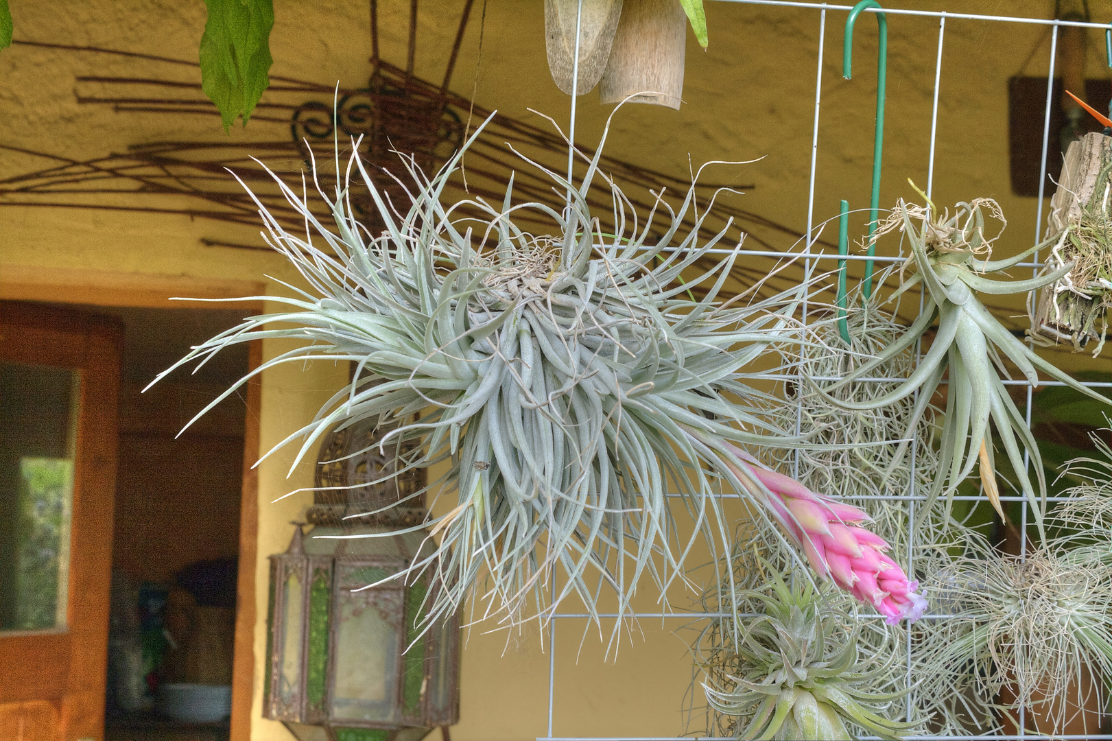 Tillandsia cotton candy