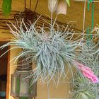 Tillandsia cotton candy