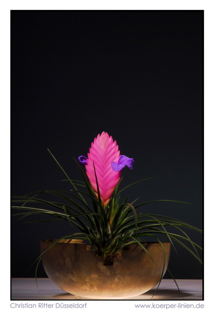 Tillandsia cyanea 1