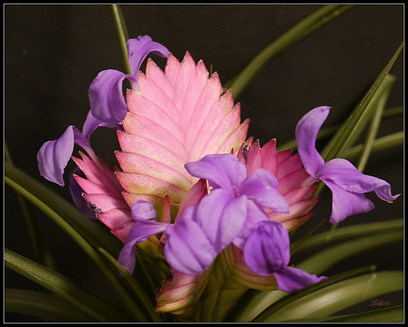 Tillandsia cyanea ...