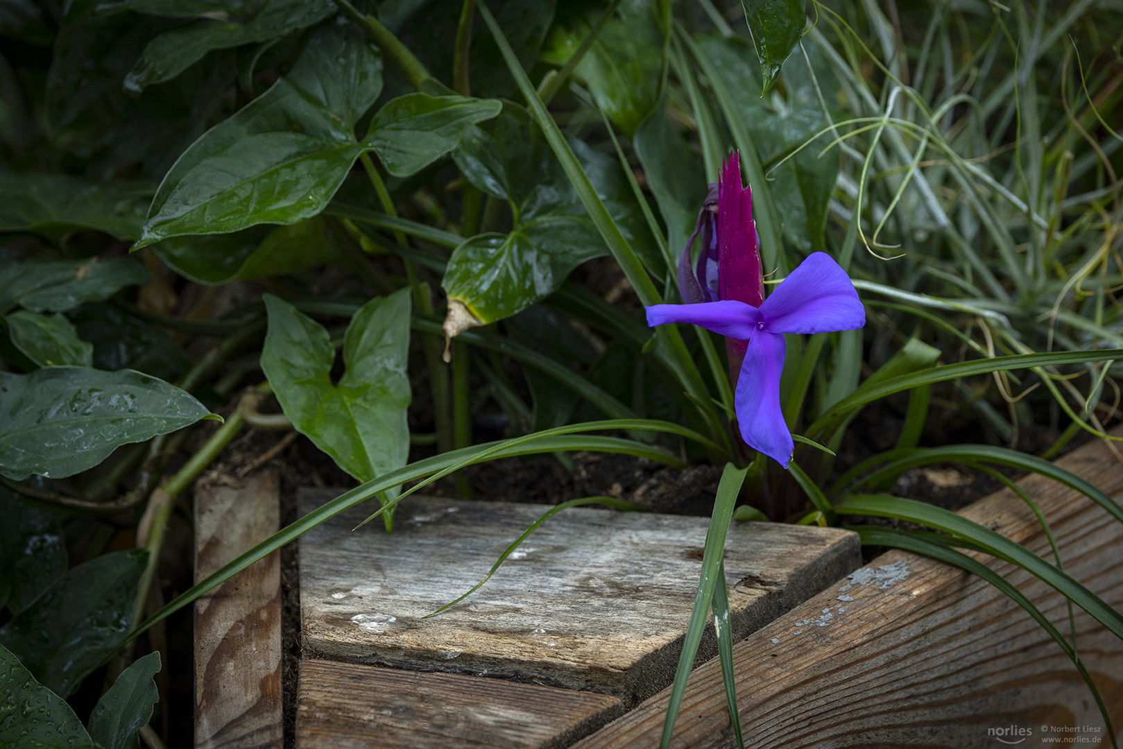 tillandsia cyanea