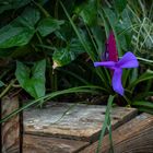 tillandsia cyanea