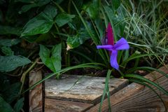 tillandsia cyanea