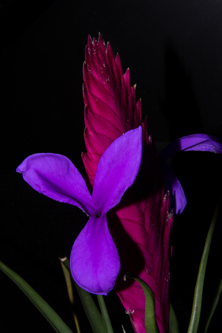 Tillandsia cyanea