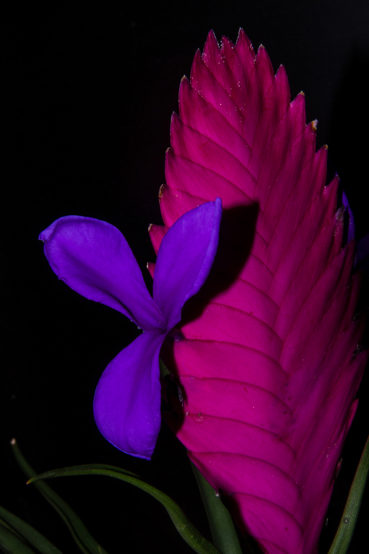 Tillandsia cyanea