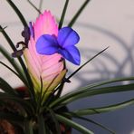 Tillandsia Cyanea