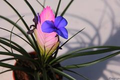 Tillandsia Cyanea