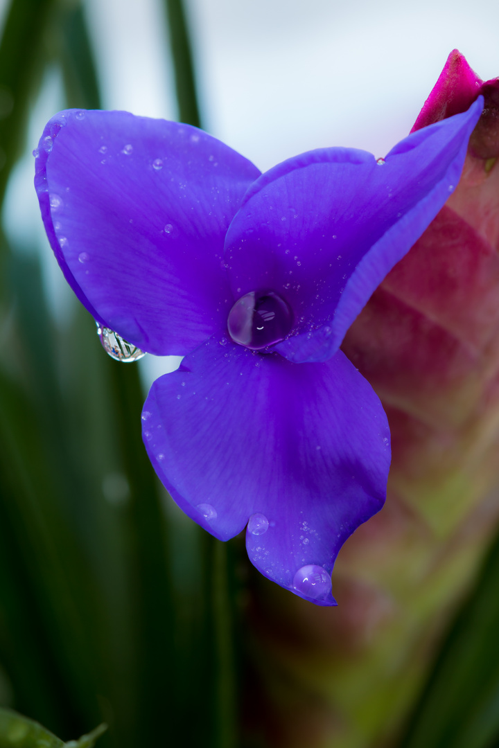 Tillandsia cyanea