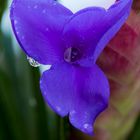 Tillandsia cyanea