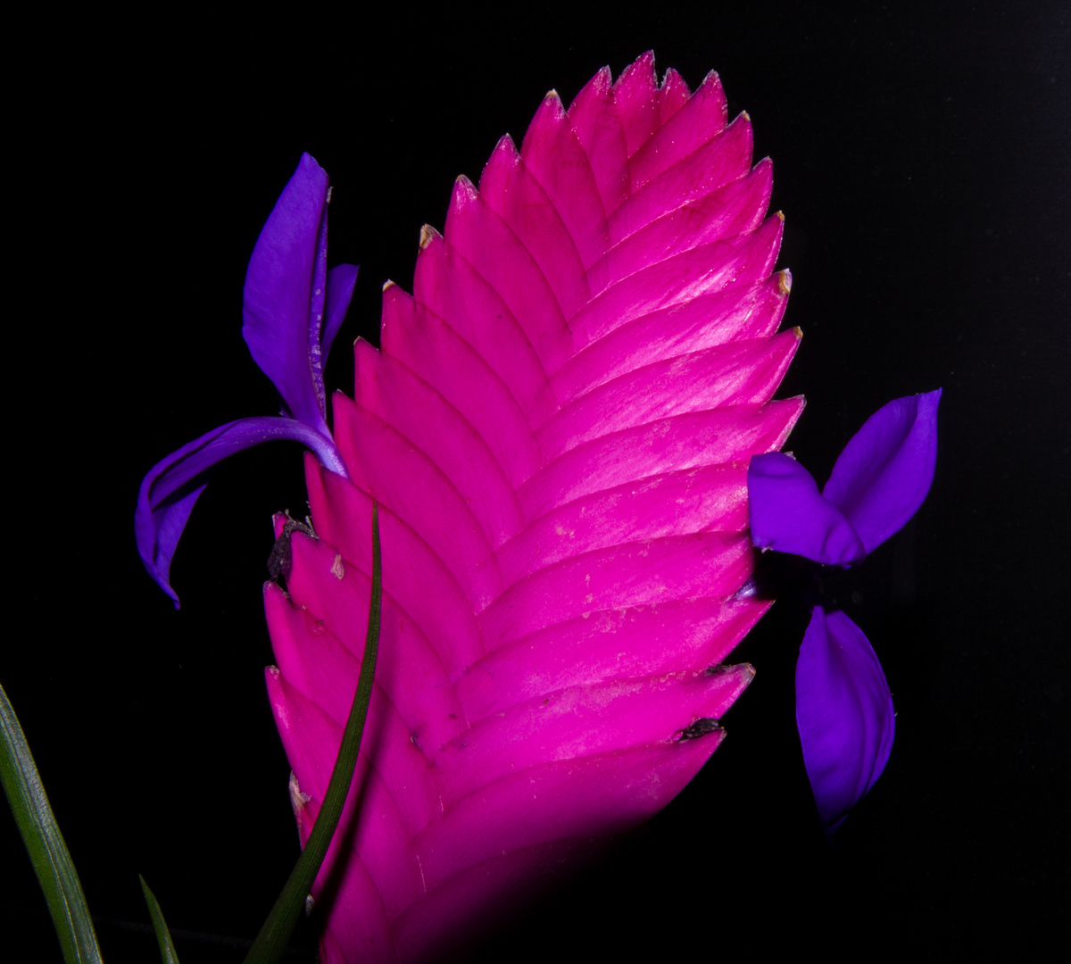 Tillandsia cyanea