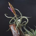 Tillandsia Luftwurzler