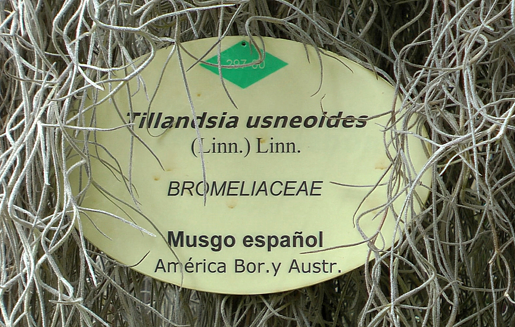 Tillandsia Usneoides