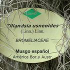 Tillandsia Usneoides