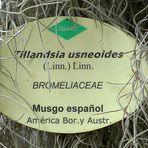 Tillandsia Usneoides