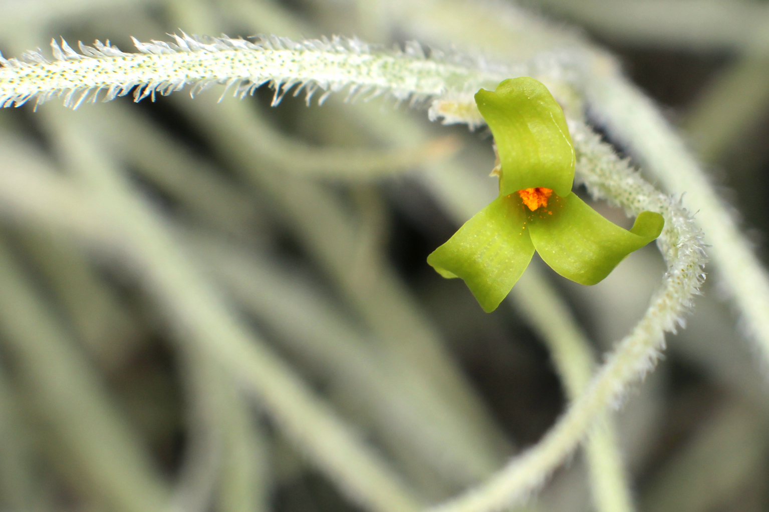 Tillandsia usneoides