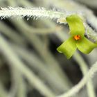 Tillandsia usneoides