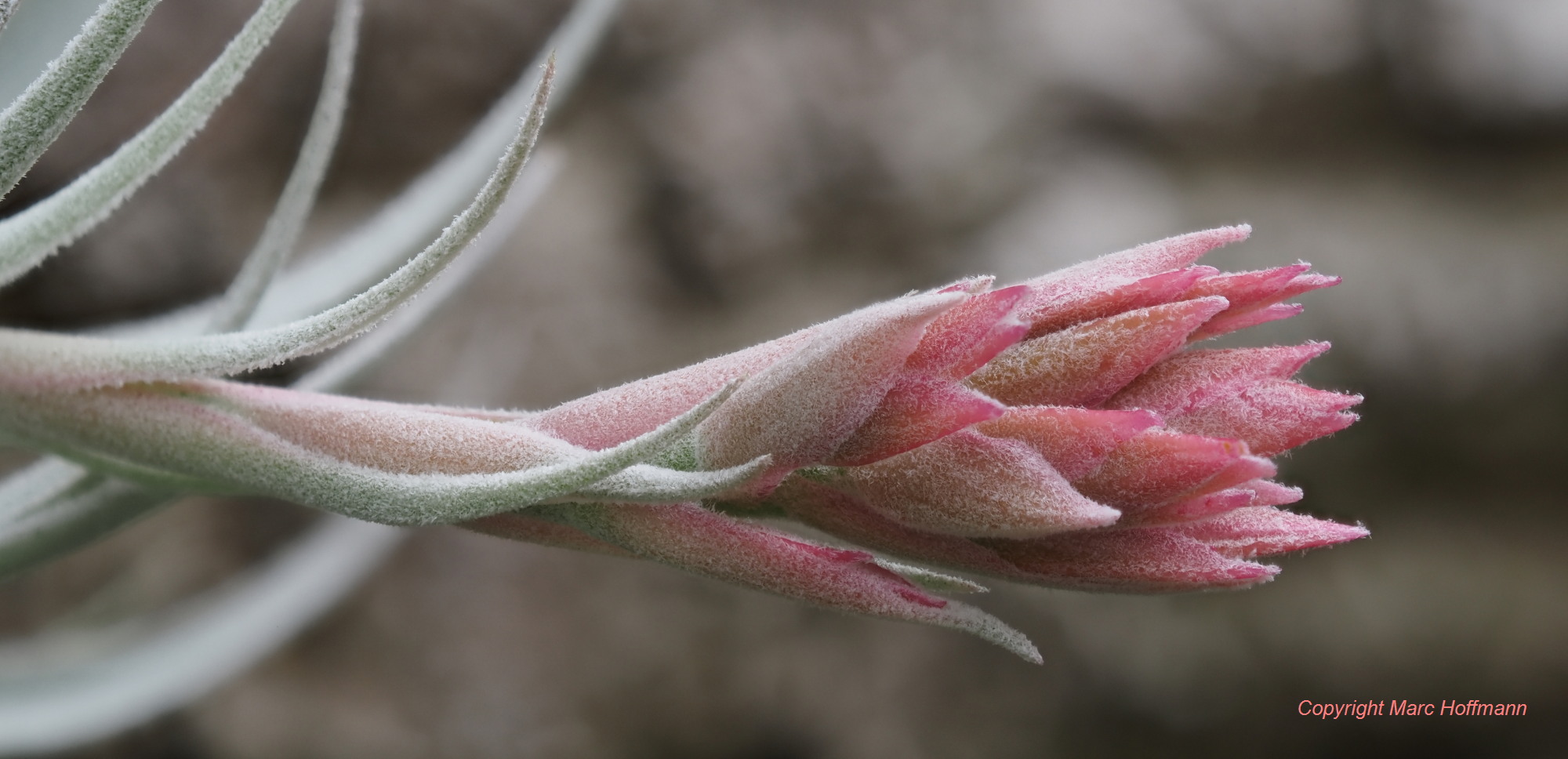 Tillandsia_lorentziana