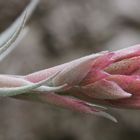 Tillandsia_lorentziana