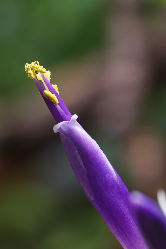 Tillandsienblüte