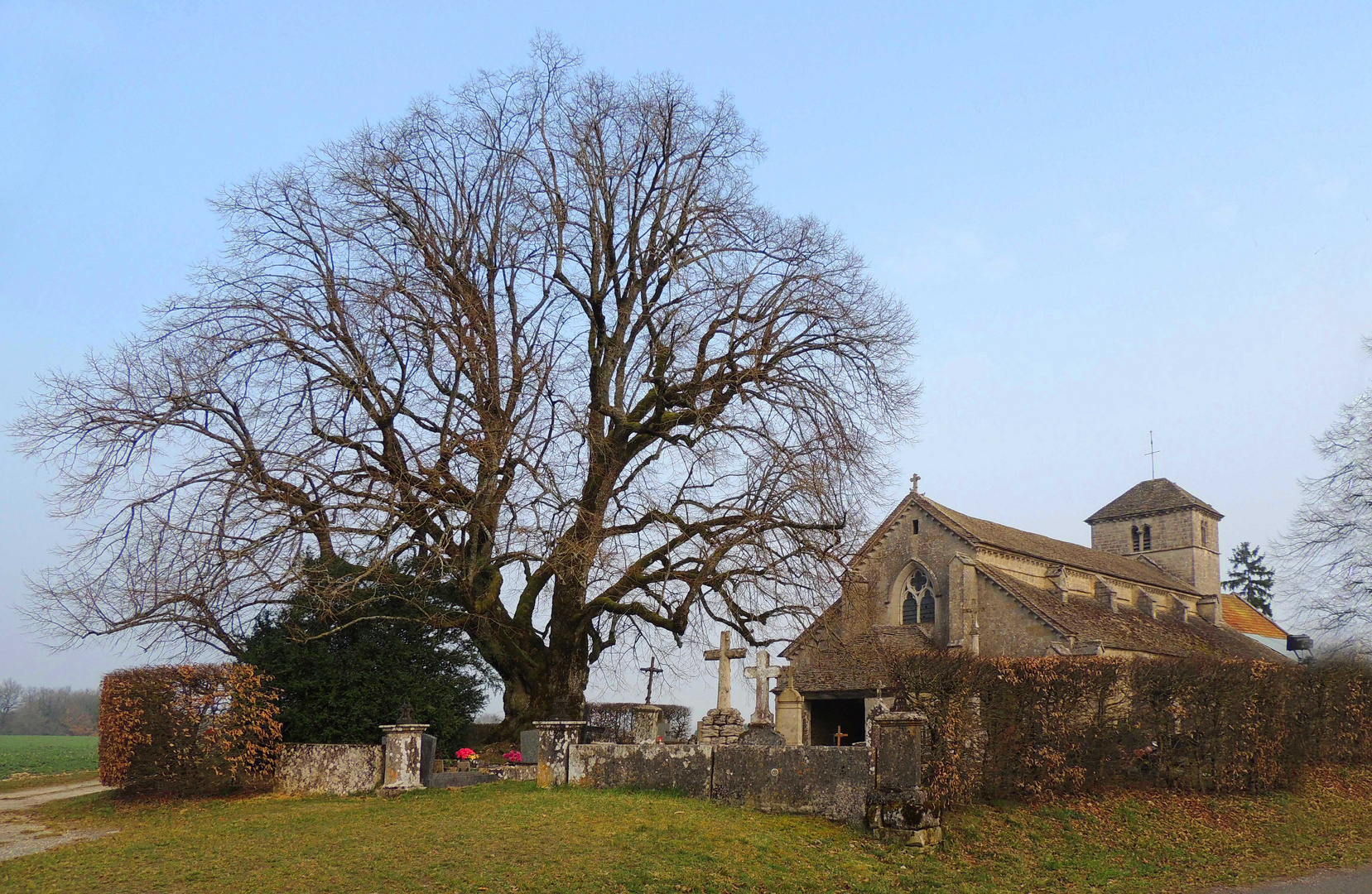 Tilleul Sully à Vaux sous Aubigny