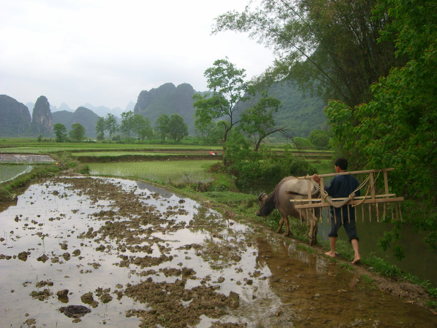 Tilling in the rice fields