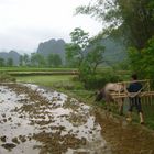 Tilling in the rice fields