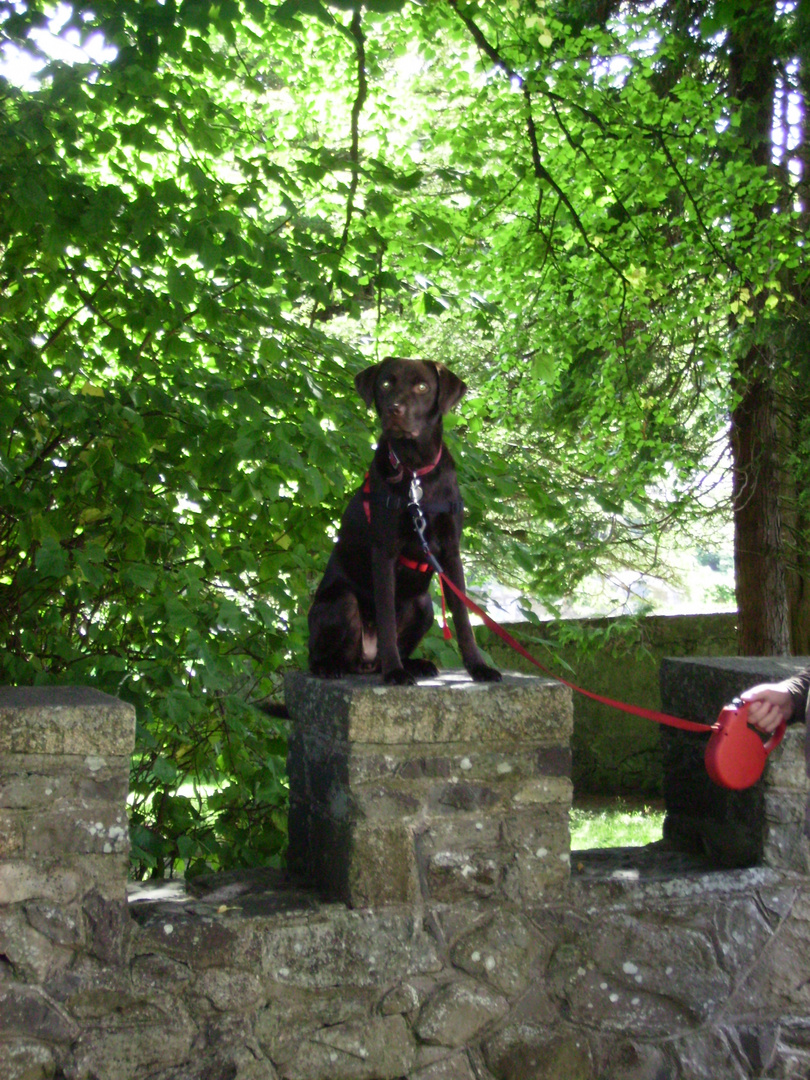 Tilly @ Tullymore forest