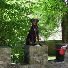 Tilly @ Tullymore forest