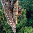 ©-Tim-Laman_Wildlife-Photographer-of-the-Year_-Grand-Title